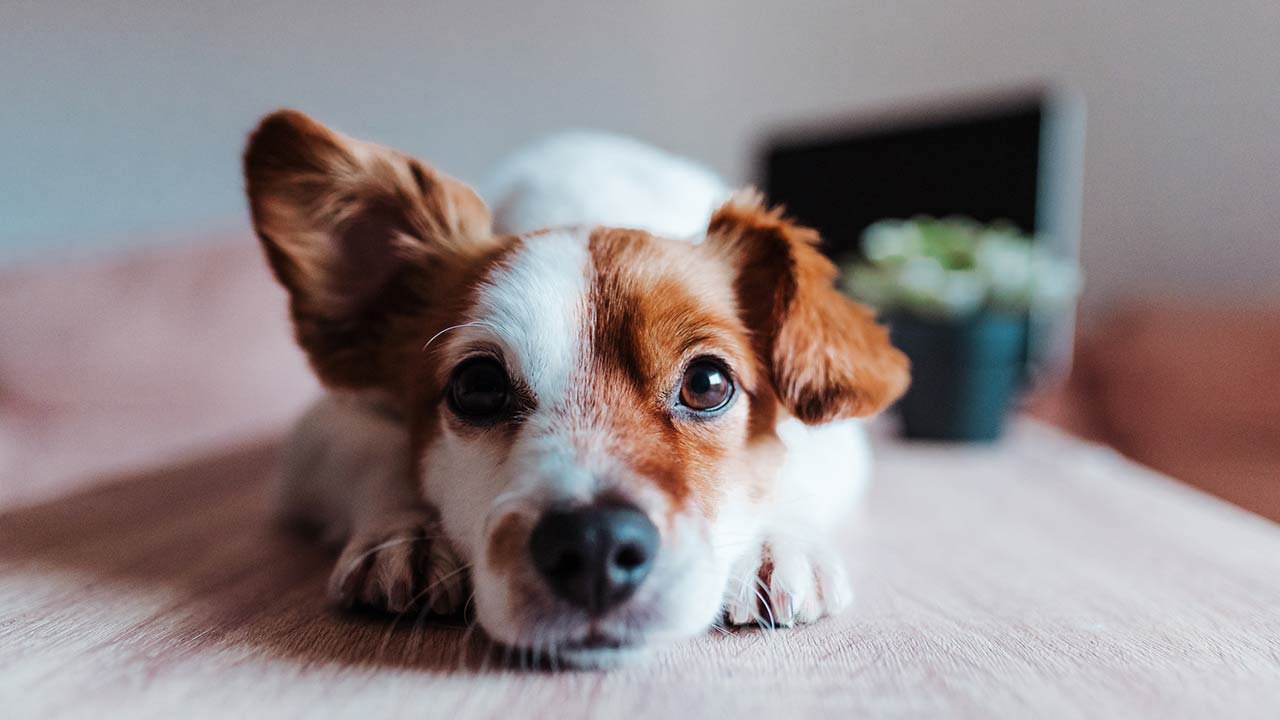 Close up of a dog with one ear up appearing to be listening